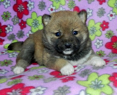 Shiba Inu X Mini Eskimo Litter Born 12 3 13