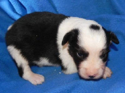 sold mini minnesota aussie merle ia b1 mary female