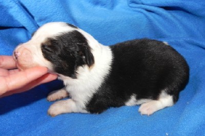 Western Star Mini Aussie's For Sale In Willmar, Minnesota